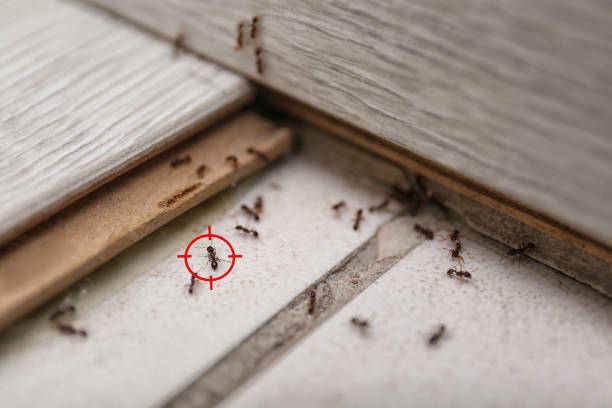 Best Cockroach Control Services  in Nambe, NM