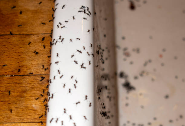 Best Emergency Pest Control  in Nambe, NM