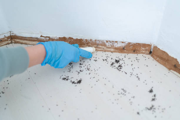 Best Pest Inspection Near Me  in Nambe, NM